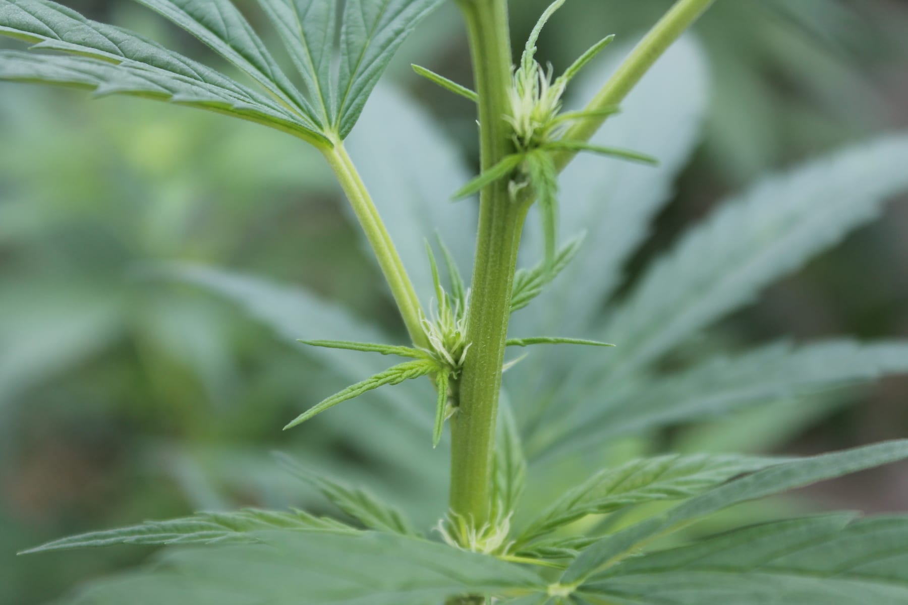 female-vs-male-hemp-plant-what-is-the-difference-high-grade-hemp-seed