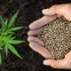 hemp fertilizer requirements