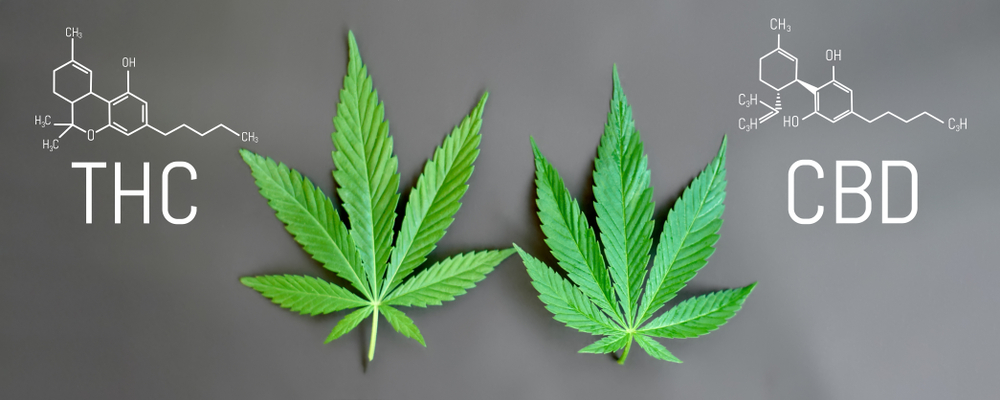 the difference between CBD and THC